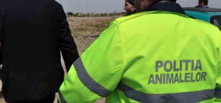 Un bărbat din Botoșani este urmărit penal după ce și-a schingiuit calul
