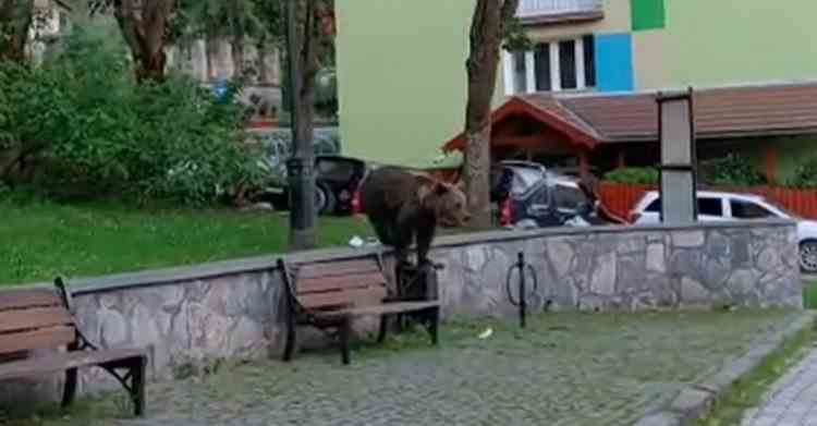 Ministrul Mediului: Ursul provoacă zilnic pagube la Băile Tușnad și pune în pericol viețile oamenilor de acolo