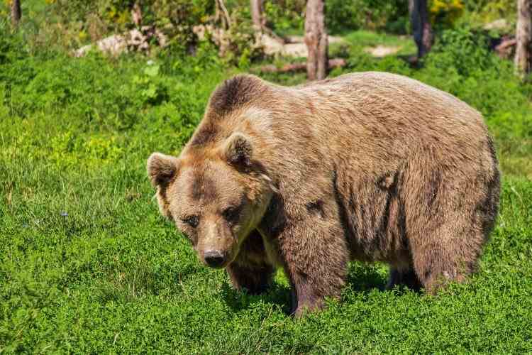 Bărbat atacat de urs în Harghita - Au fost înregistrate 14 intervenţii de îndepărtare a urşilor din localităţi, în ultimele 48 de ore