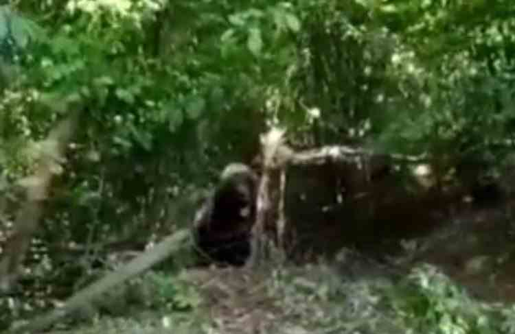 Urs împușcat și tranșat în Neamț - Poliția a deschis un dosar penal