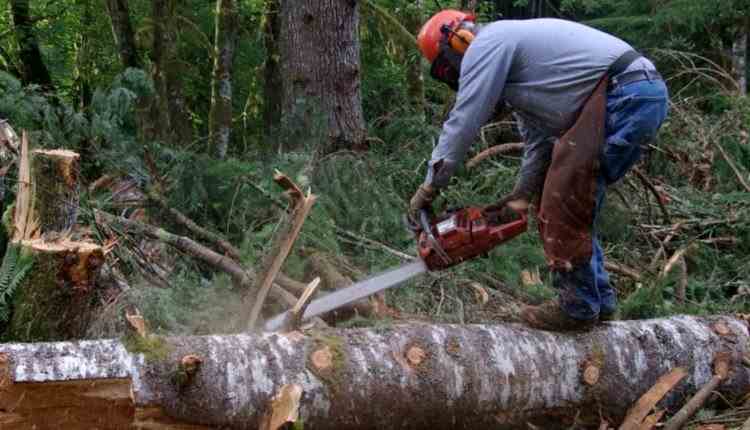 Pădurar reținut de polițiști în Alba, după ce a pus un muncitor să taie arbori nemarcați, din fondul forestier