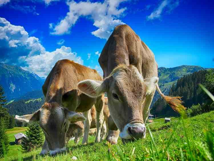 Mai mulți cercetători au învățat vacile să meargă la toaletă, pentru a reduce emisiile de gaze cu efect de seră