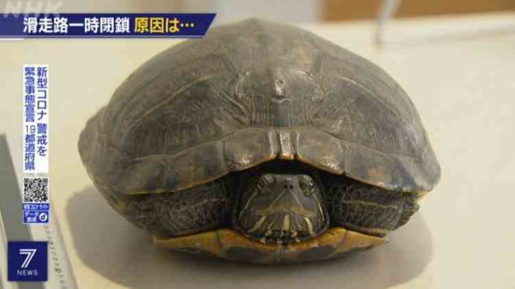 Mai multe zboruri întârziate pe un aeroport aglomerat din Japonia, din cauza unei țestoase