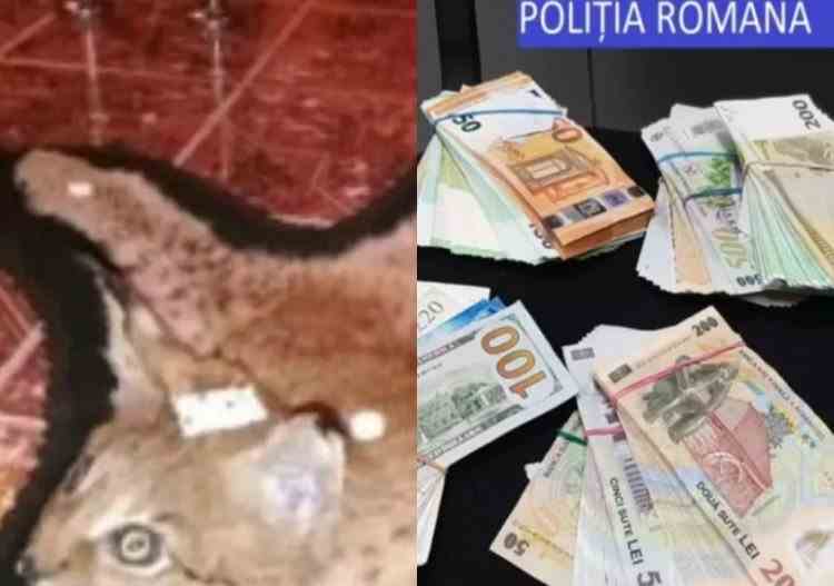 Percheziții în Mureș: O persoană a fost reținută pentru braconaj - Polițiștii au confiscat peste 55000 de euro, arme și trofee de vânat