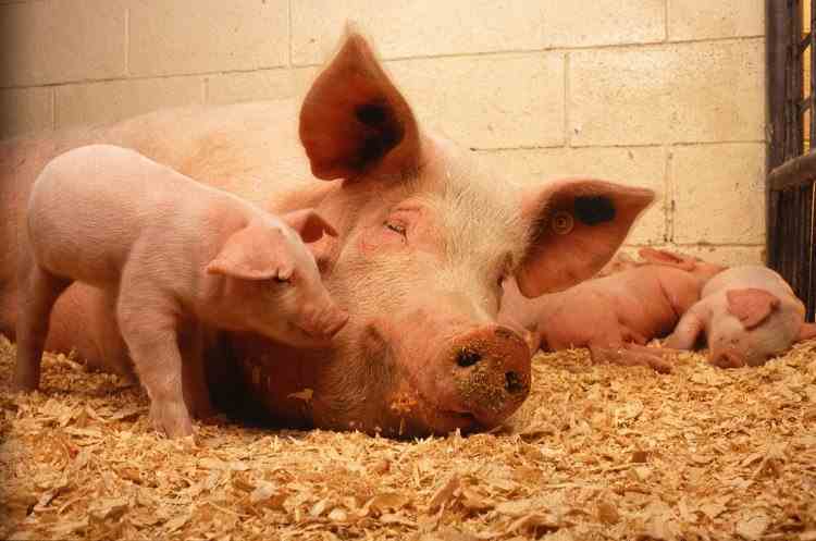 Legea porcului, contestată de oamenii de la sate: Nu mai au voie să-i hrănească cu lături, nu au voie să dețină mai mult de cinci porci, iar ca să-i vândă trebuie să-și facă firmă