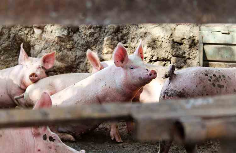 Ministrul Agriculturii: Despăgubirile pentru porcii sacrificați din cauza peste porcine vor fi plătite până la finalul anului - Legea Porcului nu va fi aprobată