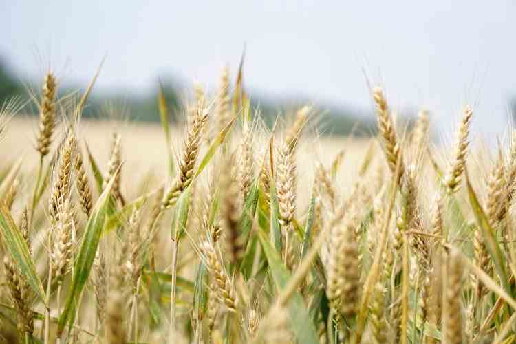 Asociația Fermierilor din România: Recoltele bune din acest an agricol nu vor aduce prea mulți bani la buget, din cauza exporturilor