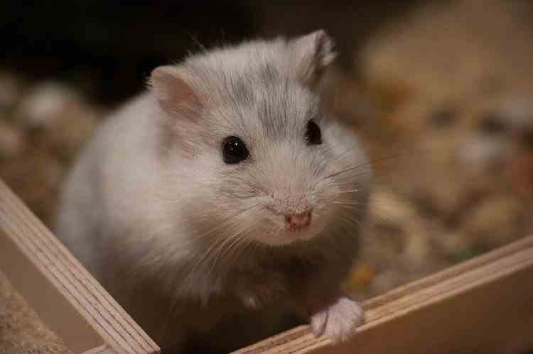 Autoritățile vor sacrifica 2000 de hamsteri, după ce au depistat un focar de COVID într-un magazin de animale din Hong Kong