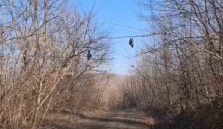 VIDEO - Anchetă la Botoșani: Mai multe păsări au fost găsite spânzurate, într-o pădure din județ