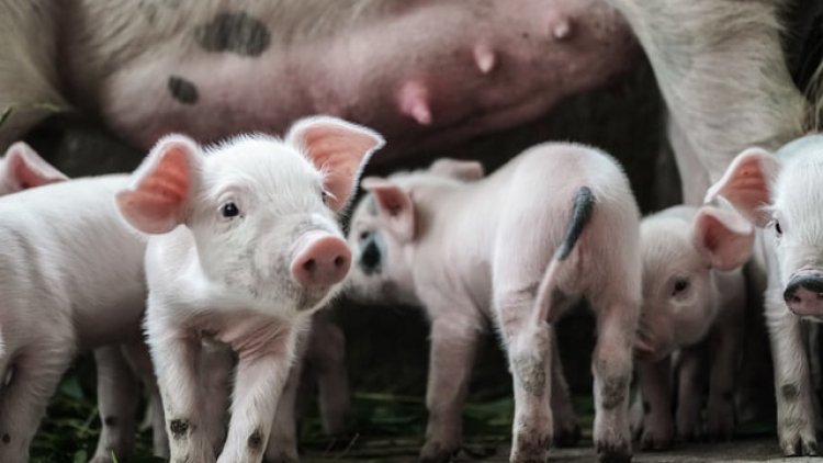 Recensământul general agricol: Importurile de carne au crescut în România, iar efectivele de porci din ferme s-au redus considerabil în ultimii 10 ani