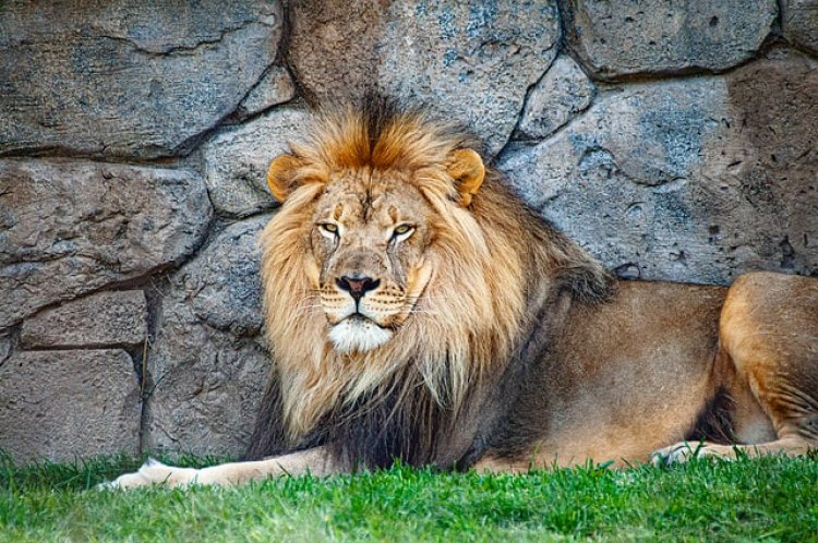 RO-ALERT: Doi lei au scăpat de la Grădina Zoologică din Rădăuți