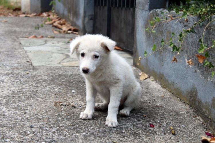 Legea privind gestionarea câinilor fără stăpân, reclamată la CCR de președintele Klaus Iohannis