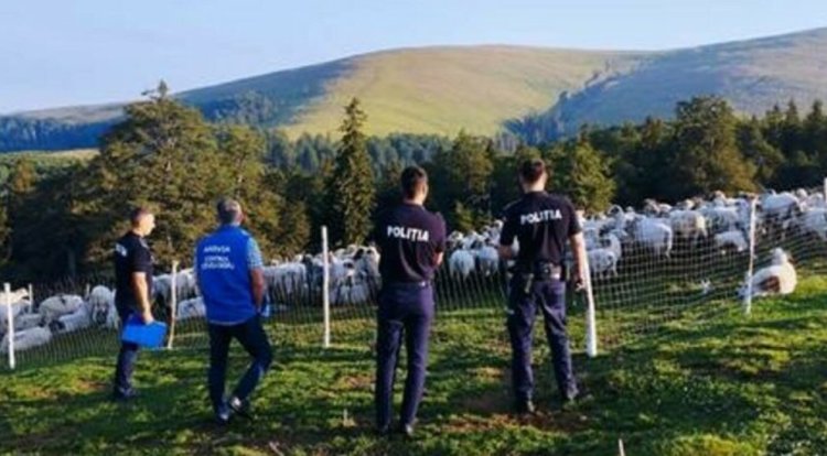 Poliţiştii au amendat mai mulți ciobani din Gorj, pentru că nu au asigurat condiţii câinilor