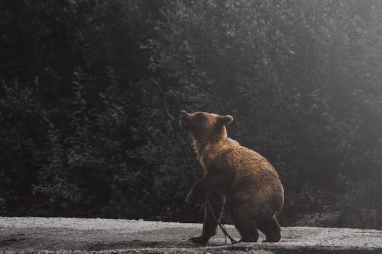 VIDEO: Un pui de urs dezorientat, intoxicat cu „miere halucinogenă”, a fost salvat în nord-vestul Turciei