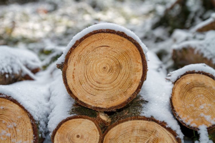 Firmele austriece fac afaceri și profituri de miliarde de euro din industria lemnului tăiat ilegal din pădurile României