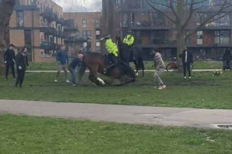 Un câine scăpat de sub control a atacat și rănit doi cai de poliție în Victoria Park din Hackney, Londra