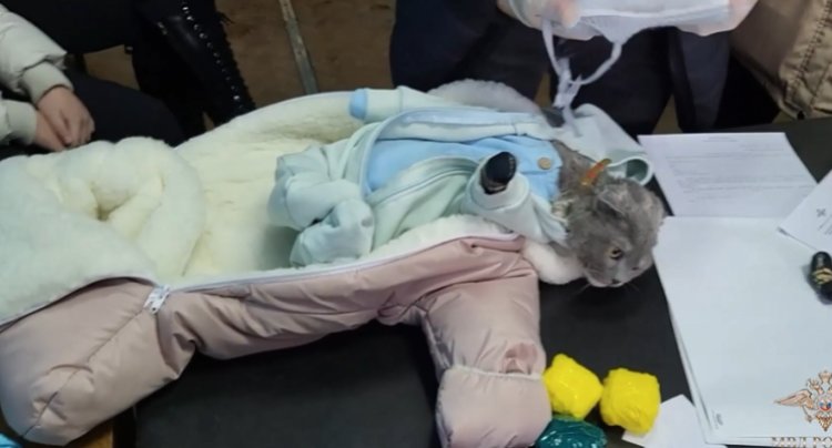 Polițiștii ruși au reținut o femeie după ce au descoperit că aceasta și-a deghizat pisica în bebeluș și a băgat droguri în scutece