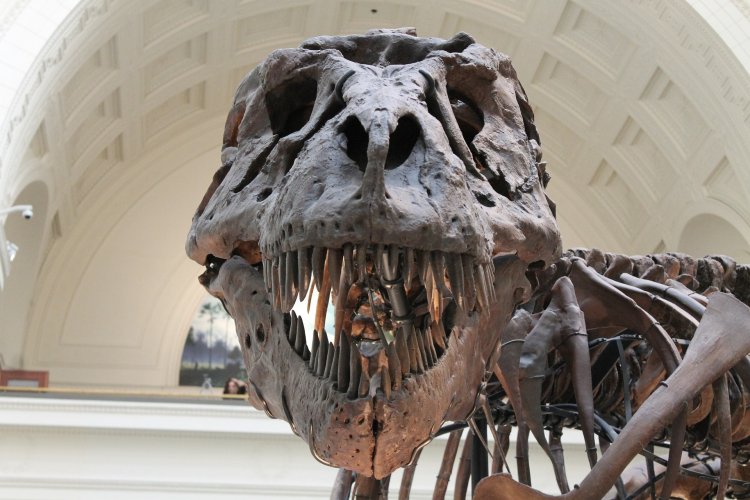 Un schelet de Tyrannosaurus rex a fost vândut la licitaţie cu peste 6 milioane de dolari