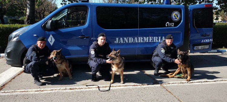 Trei dintre câinii Jandarmeriei Constanţa ies la pensie după 13 ani de activitate